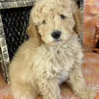 Alex, a male Miniature Goldendoodle for sale in Amherst, VA – Photo 3 of 6