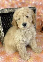 Alex, a male Miniature Goldendoodle for sale in Amherst, VA – Photo 2 of 6