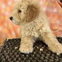 Alex, a male Miniature Goldendoodle for sale in Amherst, VA – Photo 4 of 6