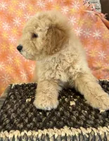 Alex, a male Miniature Goldendoodle for sale in Amherst, VA – Photo 3 of 6