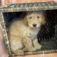 Alex, a male Miniature Goldendoodle for sale in Amherst, VA – Photo 2 of 6