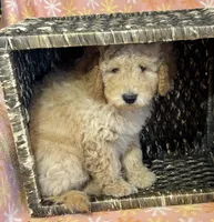 Alex, a male Miniature Goldendoodle for sale in Amherst, VA – Photo 4 of 6