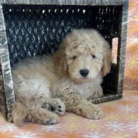 Alex, a male Miniature Goldendoodle for sale in Amherst, VA – Photo 1 of 6