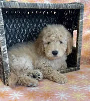 Alex, a male Miniature Goldendoodle for sale in Amherst, VA – Photo 1 of 6