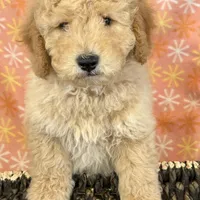 Alex, a male Miniature Goldendoodle for sale in Amherst, VA – Photo 5 of 6