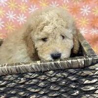 Alex, a male Miniature Goldendoodle for sale in Amherst, VA – Photo 6 of 6
