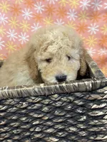 Alex, a male Miniature Goldendoodle for sale in Amherst, VA – Photo 6 of 6