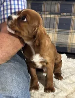 Lenzo, a male Cavalier King Charles Spaniel for sale in Amherst, VA – 8 of 9