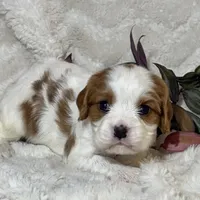 Lila, a female Cavalier King Charles Spaniel for sale in Amherst, VA – Photo 1 of 6