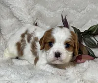 Lila, a female Cavalier King Charles Spaniel for sale in Amherst, VA – Photo 1 of 6