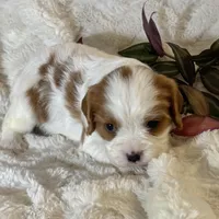 Lila, a female Cavalier King Charles Spaniel for sale in Amherst, VA – Photo 3 of 6