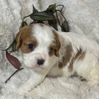 Lila, a female Cavalier King Charles Spaniel for sale in Amherst, VA – Photo 6 of 6