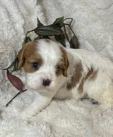 Lila, a female Cavalier King Charles Spaniel for sale in Amherst, VA – Photo 6 of 6