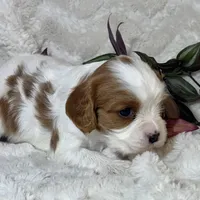 Lila, a female Cavalier King Charles Spaniel for sale in Amherst, VA – Photo 2 of 6