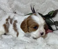 Lila, a female Cavalier King Charles Spaniel for sale in Amherst, VA – Photo 2 of 6