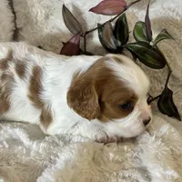 Lila, a female Cavalier King Charles Spaniel for sale in Amherst, VA – Photo 5 of 6