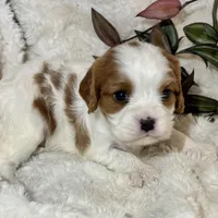 Lila, a female Cavalier King Charles Spaniel for sale in Amherst, VA – Photo 4 of 6