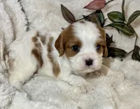 Lila, a female Cavalier King Charles Spaniel for sale in Amherst, VA – Photo 4 of 6