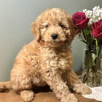 Skyler, a male Miniature Goldendoodle for sale in Amherst, VA – Photo 5 of 6