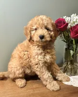 Skyler, a male Miniature Goldendoodle for sale in Amherst, VA – Photo 5 of 6