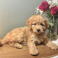 Skyler, a male Miniature Goldendoodle for sale in Amherst, VA – Photo 1 of 6