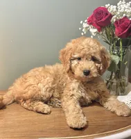 Skyler, a male Miniature Goldendoodle for sale in Amherst, VA – Photo 1 of 6