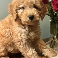 Skyler, a male Miniature Goldendoodle for sale in Amherst, VA – Photo 6 of 6