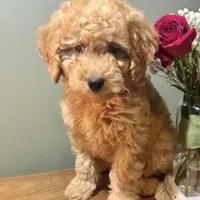 Skyler, a male Miniature Goldendoodle for sale in Amherst, VA – Photo 2 of 6