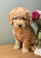 Skyler, a male Miniature Goldendoodle for sale in Amherst, VA – Photo 2 of 6