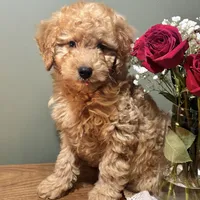 Skyler, a male Miniature Goldendoodle for sale in Amherst, VA – Photo 3 of 6