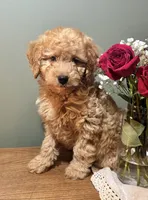 Skyler, a male Miniature Goldendoodle for sale in Amherst, VA – Photo 3 of 6