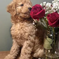 Skyler, a male Miniature Goldendoodle for sale in Amherst, VA – Photo 4 of 6
