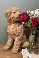 Skyler, a male Miniature Goldendoodle for sale in Amherst, VA – Photo 4 of 6