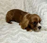 Lenzo, a male Cavalier King Charles Spaniel for sale in Amherst, VA – 3 of 9