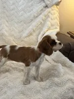 Bridget, a female Cavalier King Charles Spaniel for sale in Amherst, VA – Photo 7 of 8