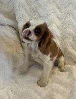 Bridget, a female Cavalier King Charles Spaniel for sale in Amherst, VA – Photo 8 of 8