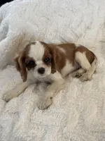 Bridget, a female Cavalier King Charles Spaniel for sale in Amherst, VA – Photo 6 of 8