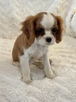 Bridget, a female Cavalier King Charles Spaniel for sale in Amherst, VA – Photo 4 of 8