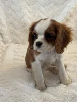 Bridget, a female Cavalier King Charles Spaniel for sale in Amherst, VA – Photo 5 of 8