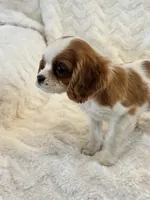 Bridget, a female Cavalier King Charles Spaniel for sale in Amherst, VA – Photo 2 of 8