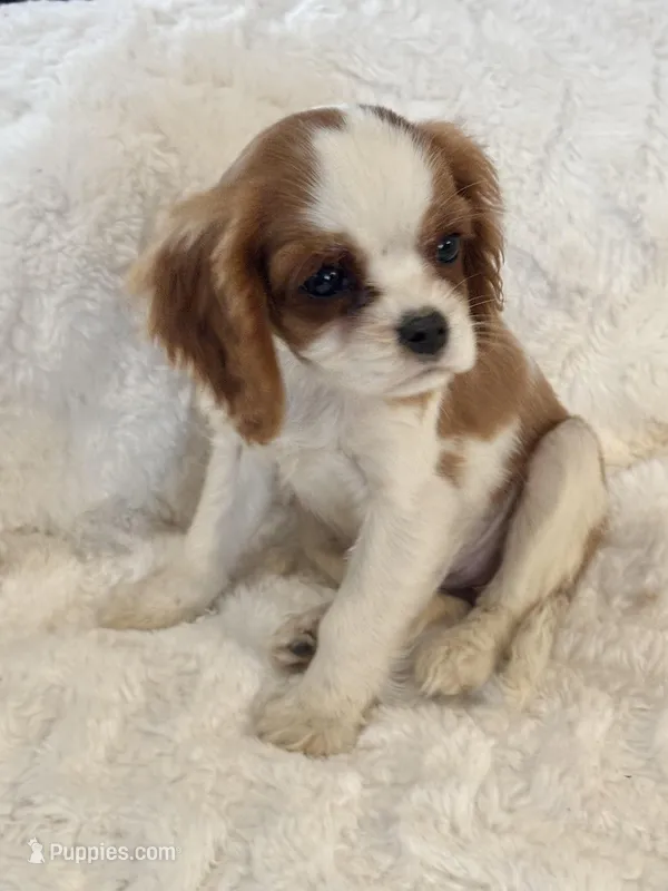 Bridget, a female Cavalier King Charles Spaniel for sale in Amherst, VA – Photo 1 of 8