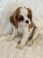 Bridget, a female Cavalier King Charles Spaniel for sale in Amherst, VA – Photo 1 of 8