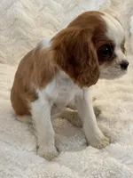 Bridget, a female Cavalier King Charles Spaniel for sale in Amherst, VA – Photo 3 of 8