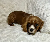 Lenzo, a male Cavalier King Charles Spaniel for sale in Amherst, VA – 2 of 9