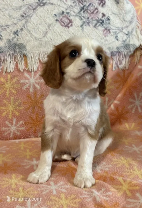 Ravi, a male Cavalier King Charles Spaniel for sale in Amherst, VA – Photo 1 of 6
