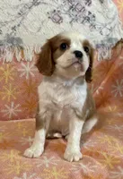 Ravi, a male Cavalier King Charles Spaniel for sale in Amherst, VA – Photo 1 of 6