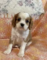Ravi, a male Cavalier King Charles Spaniel for sale in Amherst, VA – Photo 5 of 6