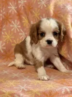Ravi, a male Cavalier King Charles Spaniel for sale in Amherst, VA – Photo 3 of 6
