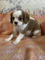 Ravi, a male Cavalier King Charles Spaniel for sale in Amherst, VA – Photo 6 of 6