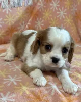 Ravi, a male Cavalier King Charles Spaniel for sale in Amherst, VA – Photo 2 of 6